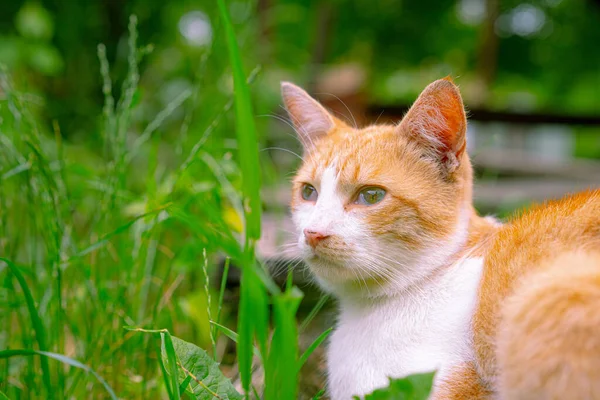 Chat Roux Sans Abri Gît Dans Herbe — Photo