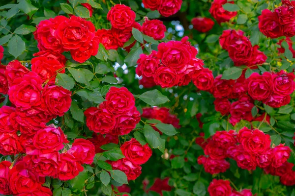红玫瑰丛生 长有叶子 — 图库照片