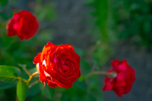 地上长着红玫瑰 — 图库照片