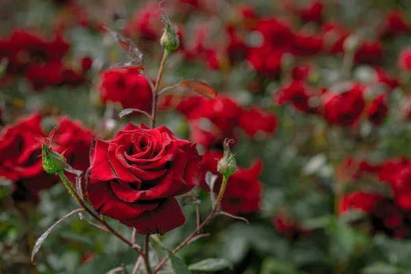 Blooming Red Roses Garden — Stock Photo, Image
