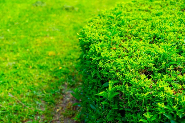 Growing Green Sheared Bush Leaves — Stock Photo, Image
