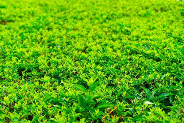 Crescer Arbusto Corte Verde Com Folhas — Fotografia de Stock