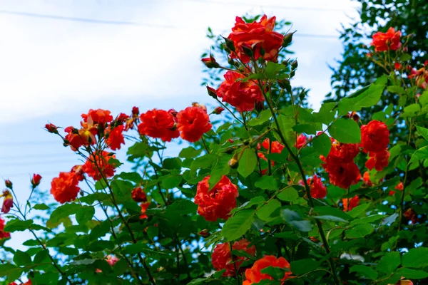 Orangefarbene Rosen Wachsen Und Blühen — Stockfoto