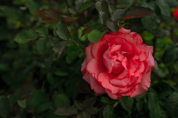 Blooming Red Rose Garden — Stock Photo, Image