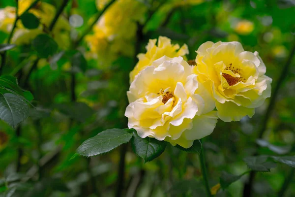 Rosas Amarillas Que Crecen Florecen —  Fotos de Stock