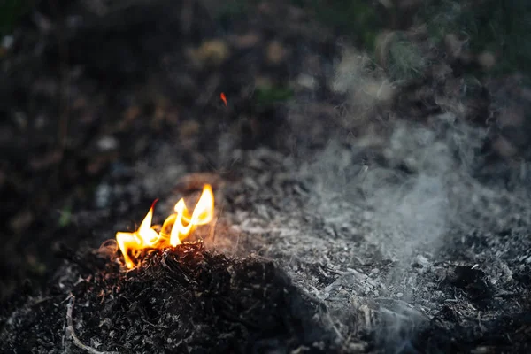 Burning Bonfire Tree Branches — Stock Photo, Image