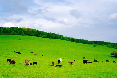 Birçok inek çayırda otlar.