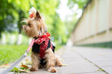 Yorkshire Teriyeri tasmayla yürüyor