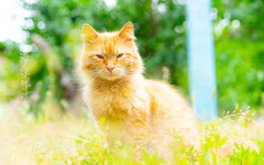 Kızıl kedi çimenlerde oturuyor.