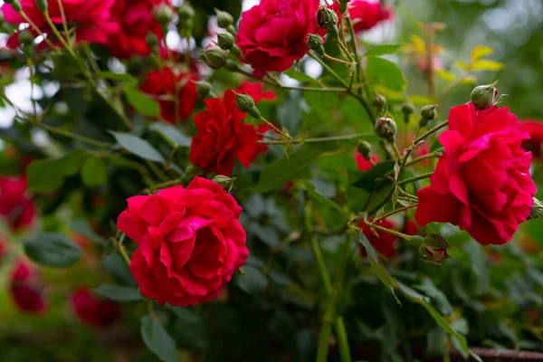 Flowers Growing Red Rose — Stock Photo, Image