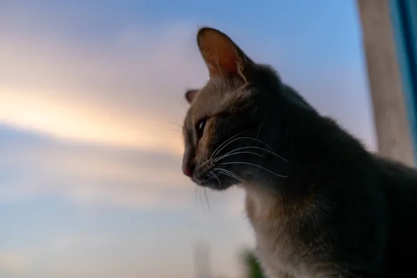 Die Katze Sitzt Auf Dem Hintergrund Des Himmels — Stockfoto