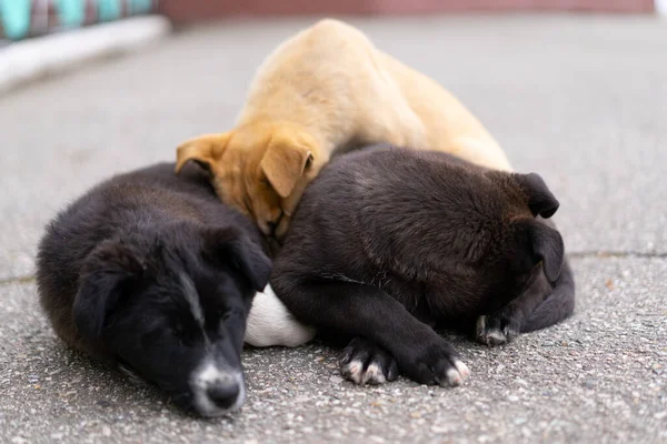 Cuccioli Crogiolarsi Strada — Foto Stock