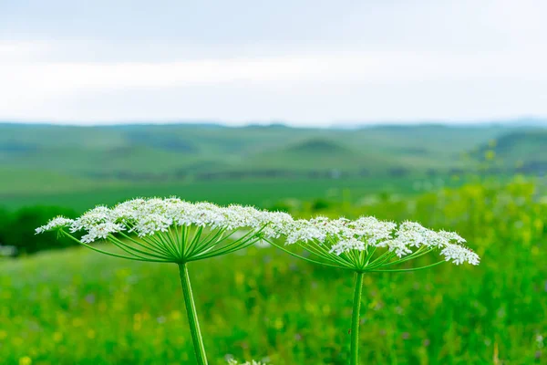 Yarrow Che Cresce Uno Sfondo Erba — Foto Stock