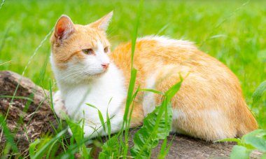 Kızıl kedi kütüğe oturur.