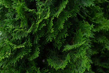 Büyüyen bir eşkıyanın dalları