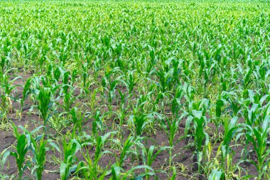 Toprakta büyüyen mısır