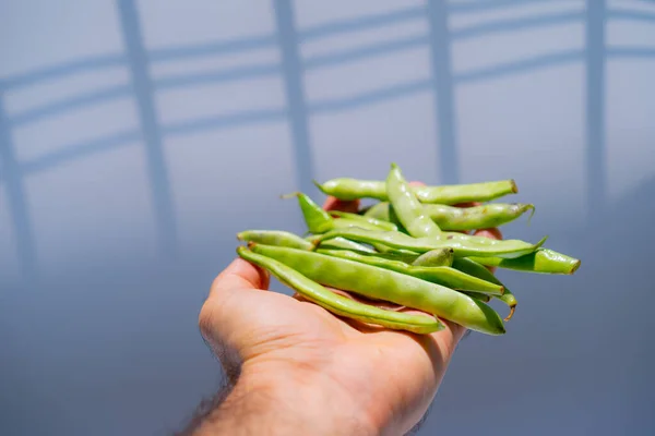 Bohnen Der Hand Vor Dem Hintergrund Der Natur — Stockfoto