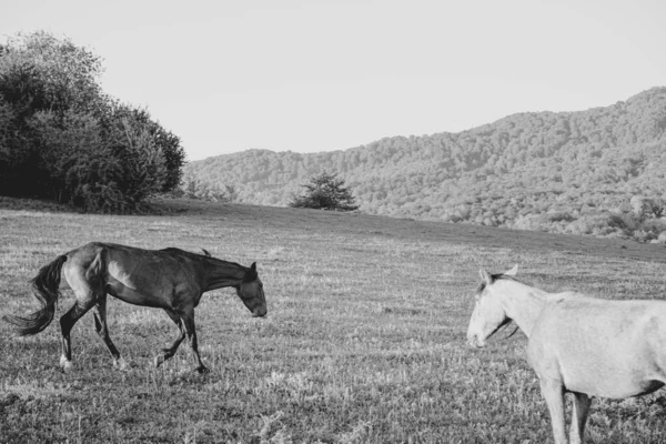 Άγρια Άλογα Στα Βουνά — Φωτογραφία Αρχείου