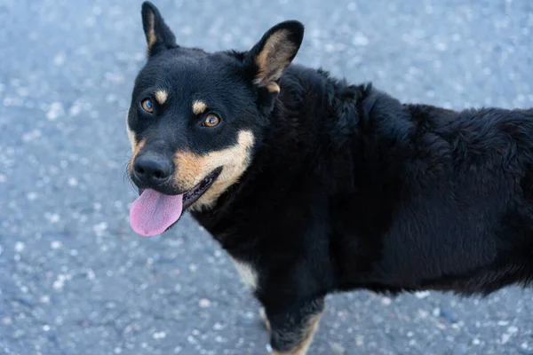 Cão Está Com Sede Estendeu Língua — Fotografia de Stock