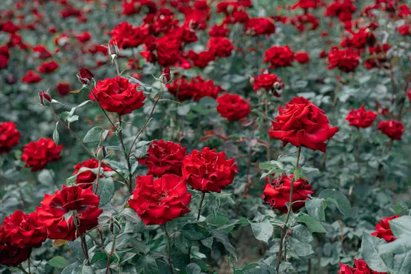 Red Roses Bloom Garden — Stock Photo, Image