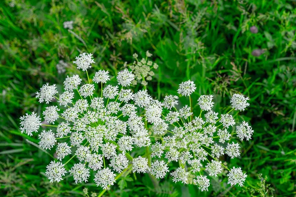 Yarrow Che Cresce Uno Sfondo Erba — Foto Stock