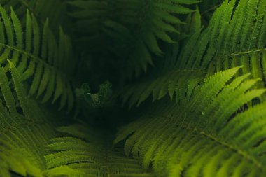 Eğreltiotu yaprağı. Bir bitkinin yaprakları yetişiyor