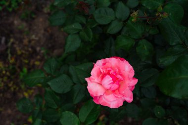 Yaprakların arka planında pembe gül