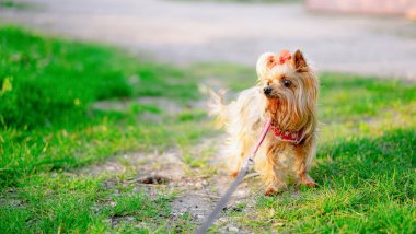 Yorkshire Teriyeri tasmalı bir yürüyüş yapıyor
