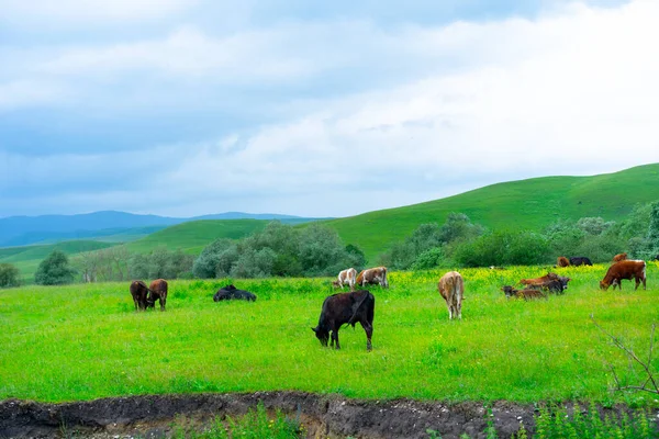 Las Vacas Pastan Prado — Foto de Stock