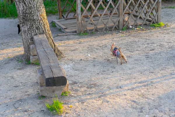 Cão Pequeno Perseguindo Gato Chão — Fotografia de Stock