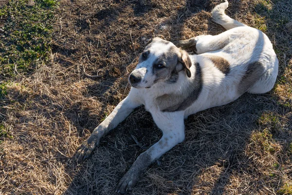 Büyük Köpek Yerde Yatıyor — Stok fotoğraf