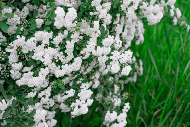 Küçük beyaz çiçekleri olan Bush