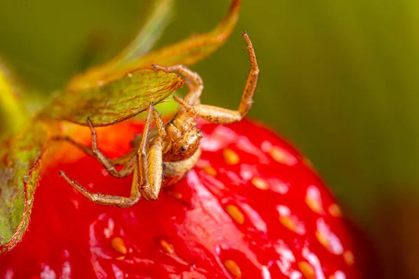 Spider Selecteert Een Plek Voor Een Web Fruit — Stockfoto