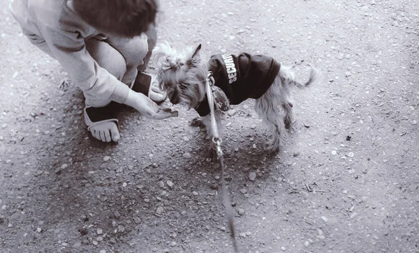 Das Kind Füttert Den Hund Aus Der Hand — Stockfoto