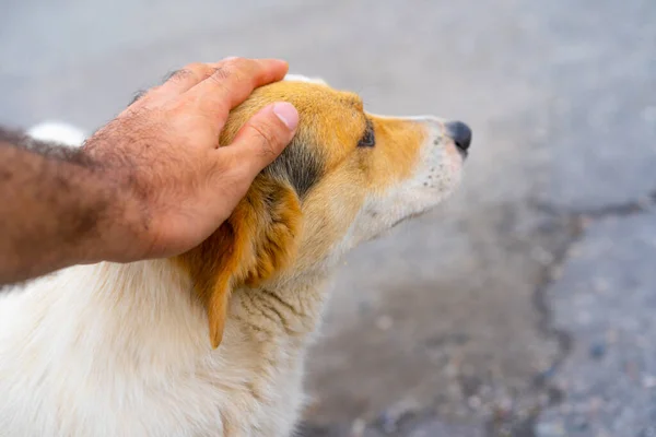 Mano Dell Uomo Accarezza Cane — Foto Stock