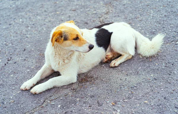 ホームレスの犬が地面に横たわっている — ストック写真