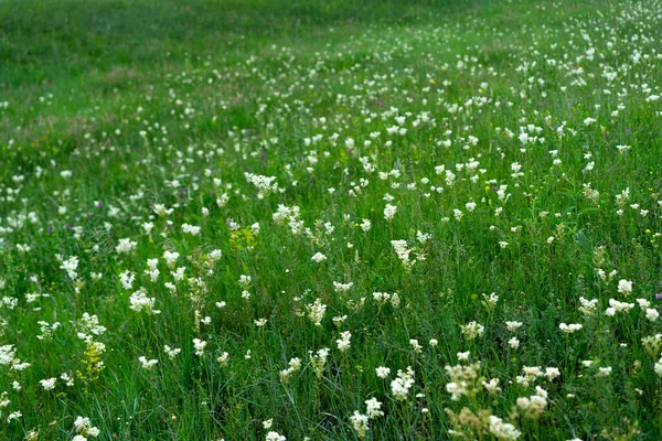 Glade Fiori Fioriti Erba Verde — Foto Stock