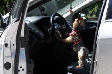 Köpek bir araba kullanıyor.