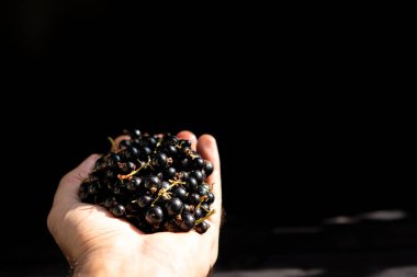 Siyah arkaplanda frenk üzümü