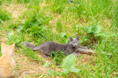 Evsiz kediler çimenlerde oturur.