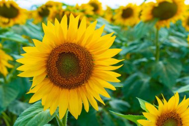 Tarlada büyüyen ayçiçekleri