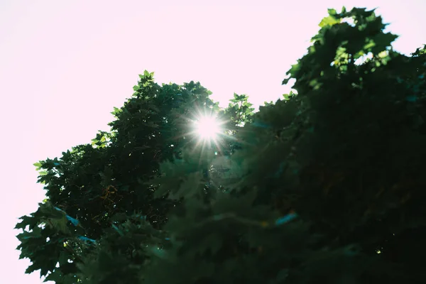 태양은 자라는 나무의 합니다 — 스톡 사진