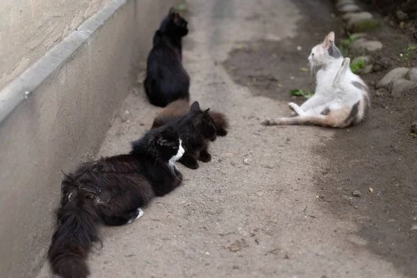 Viele Streunende Katzen Auf Der Straße — Stockfoto