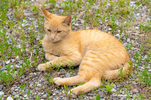 Bezdomny Czerwony Kot Leży Ziemi — Zdjęcie stockowe