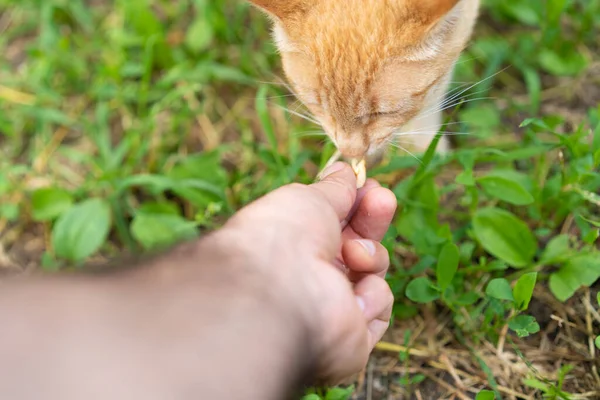Man feeding a cat from his hands