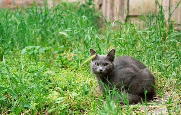 美丽的猫坐在草地上 — 图库照片