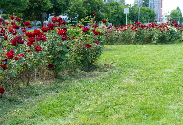 Şehrin arka sokaklarında büyüyen güller