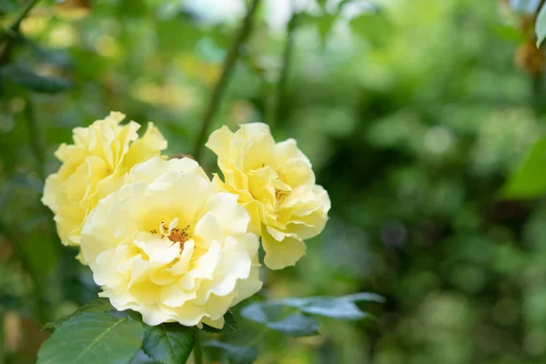 Rosas Amarillas Crecen Jardín —  Fotos de Stock