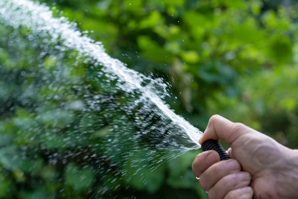 Agua Manguera Espolvorea Las Plantas —  Fotos de Stock