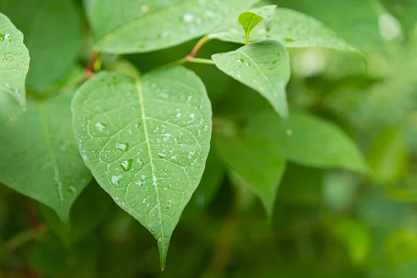 stock image Raindrops on the leaves of a growing plant